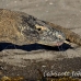 dragon_komodo_hsb_rinca_h_0695_kom2469.jpg